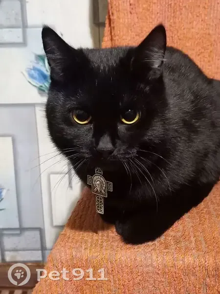 Пропал кот, улица 9 Мая, 24, Омутнинск - чёрный с розовым ошейником - photo