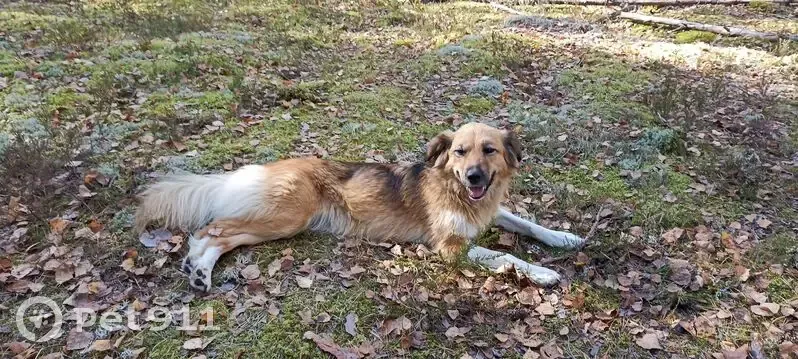 Пропала собака, женская, улица Белинского, 33, Павлово - photo