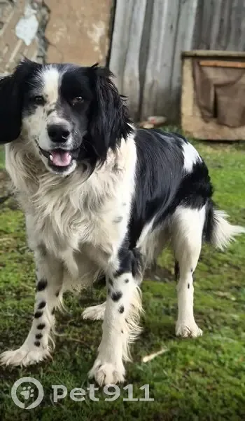 Пропал собака, улица Ленина, Сергиевск - бело-черный окрас - photo