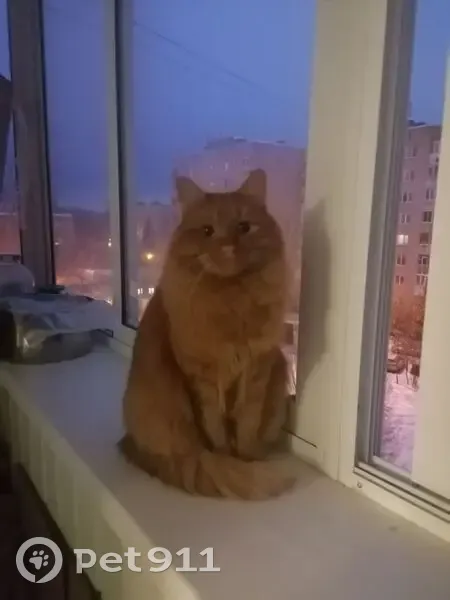 Пропал кот, Рабочая улица, 57 к1, Домодедово - окрас копчёной рыжий, добрый но пугливый - photo