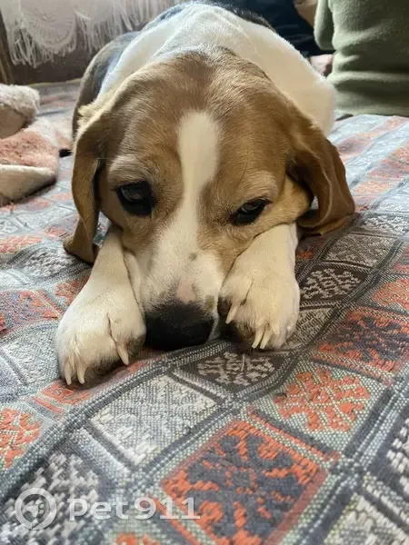 Пропала собака, 61Н-410, Пионерский - ушла гулять и не вернулась - photo