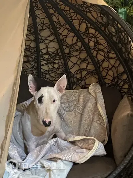 Пропала собака, улица Чапаева, 30, Динская - белый бультерьер с черным ухом и глазом - photo