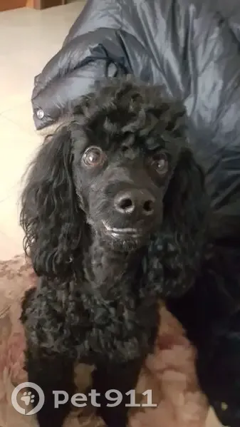 Пропал собака, улица 1-я Линия, 48/1, Краснодар - убежал вместе с поводком - photo