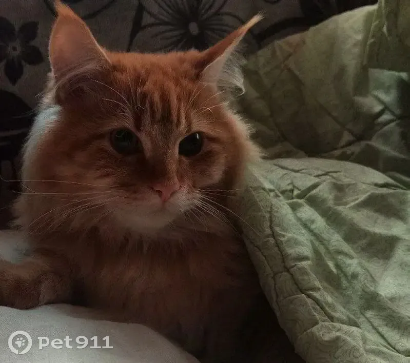 Пропал кот, улица Мира, 19А, Череповец - photo