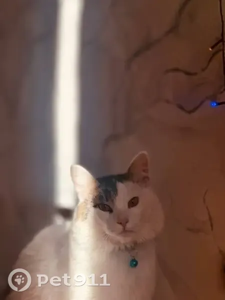 Пропал кот, Хабаровская улица, 4, Москва - ласковый с голубым ошейником и колокольчиком - photo