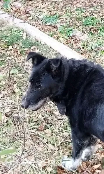 Пропал собака, Некрасовское шоссе, 46А, Кострома - Рич с мраморными лапками - photo