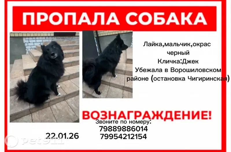 Пропал собака, Минераловодская улица, 54, Волгоград - по кличке Джек - photo