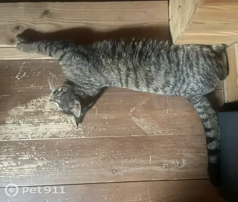 Пропал кот, Лупполово, Ленинградская область - серый с полосами - photo
