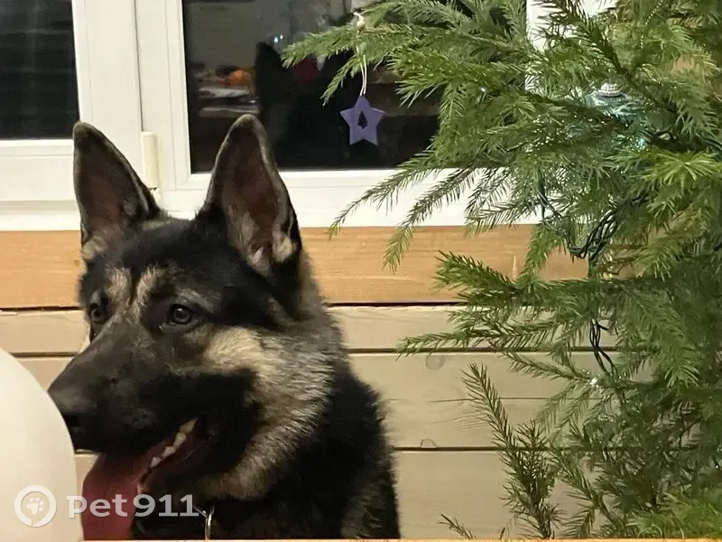 Пропал собака, 87, Филиппово, Дубна - метис ВЕО, крупный, чёрный окрас - photo