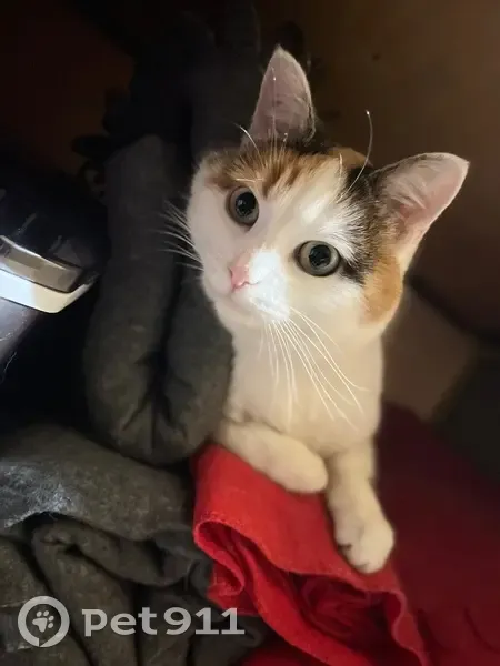 Пропала кошка, Поливенское шоссе, Ульяновск - трёхцветка, очень пугливая - photo