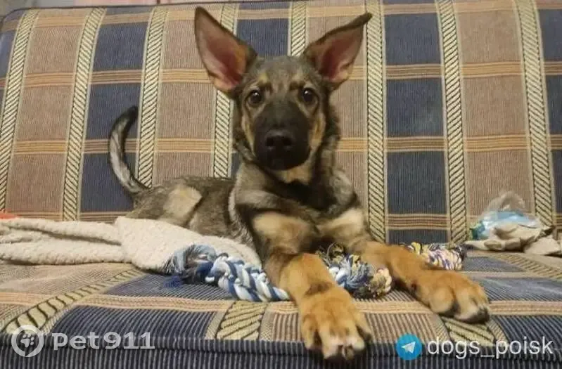 Пропал щенок, Ленинский проспект (дублёр), Москва - чепрачного окраса, пугливый - photo