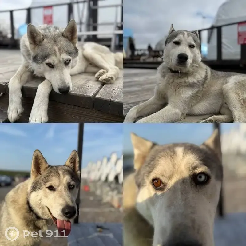 Пропал собака, «Серебрянка», городское поселение Туманный - хаски по кличке Зевс - photo