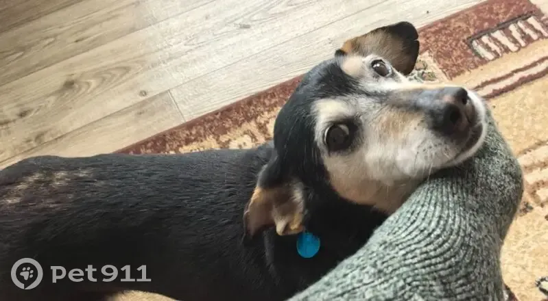 Пропал собака, 13, Красноборское городское поселение, Красноборское - черно-белый с голубым ошейником - photo