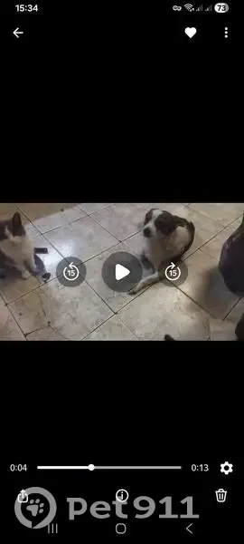 Пропала собака, улица Механизаторов, 10, Ессентукская - белая с черными пятнами - photo