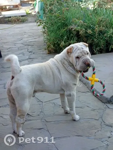 Пропал собака, улица 25 лет Октября, 5А, Шахты - бежевый шарпей, кобель - photo