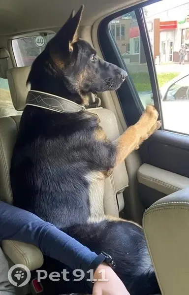 Пропала собака, Семешинская улица, 20В, Яхрома - немец, 1 год, чёрно-рыжий окрас - photo