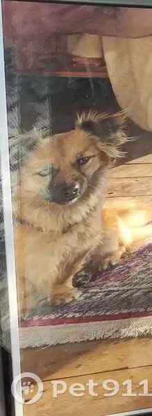 Пропала собака, женская, Афипский, Краснодарский край - рыжая, маленькая, вытянутая мордочка - photo