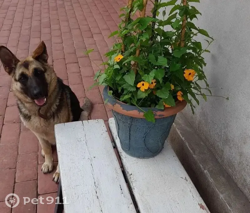 Пропала собака, Советская улица, 114А, Медное - женская особь - photo