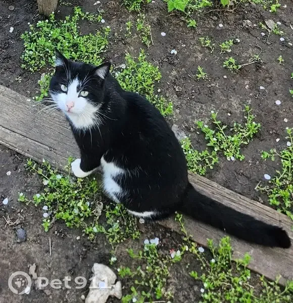 Пропал кот, улица Александрова, Астрахань - чёрно-белый, 5 лет - photo