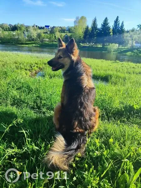 Пропал собака, мужской, Первомайская улица, 25, Нижний Тагил - окрас черно-рыжий по типу овчарки - photo