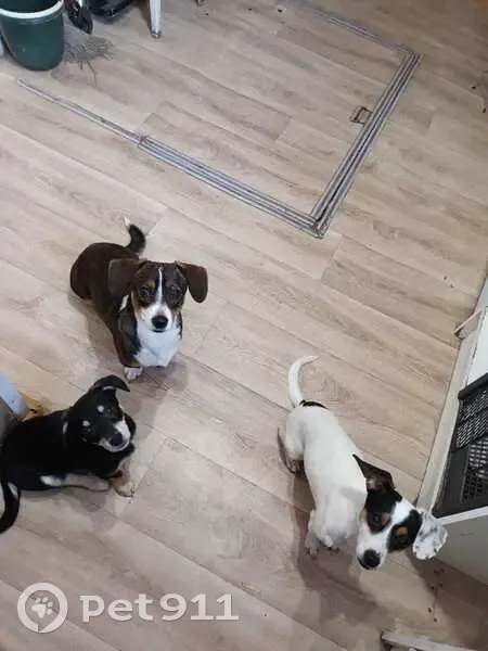 Пропала собака, переулок Анри Барбюса, Ростов-на-Дону - photo