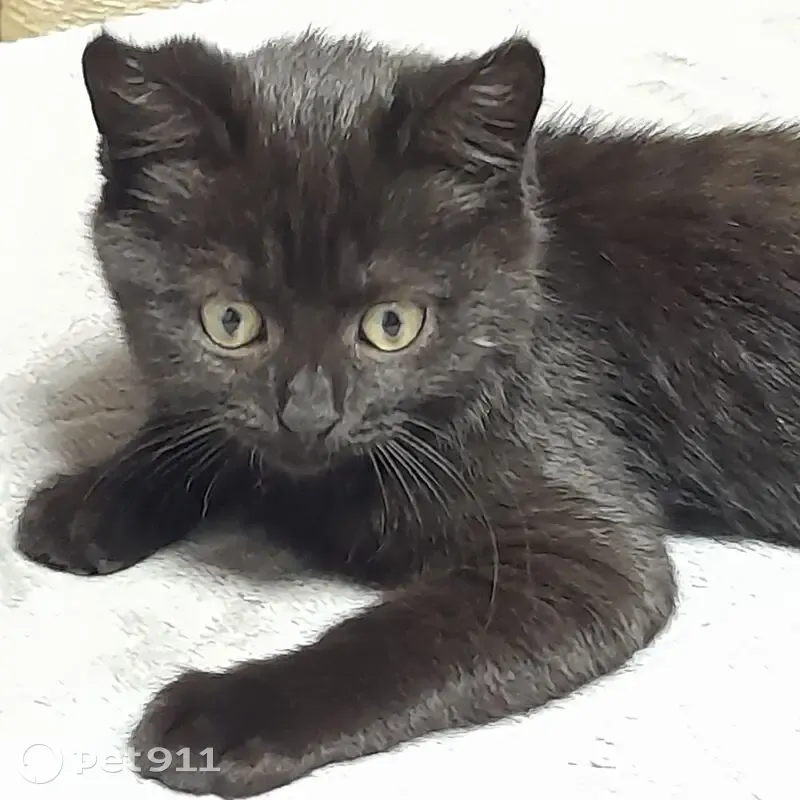 Пропала кошка, Харьковская улица, 22, Новошахтинск - возраст около трёх месяцев - photo