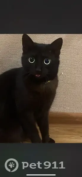 Пропала кошка, Тутаевское шоссе, 39, Ярославль - угольно-чёрного окраса - photo