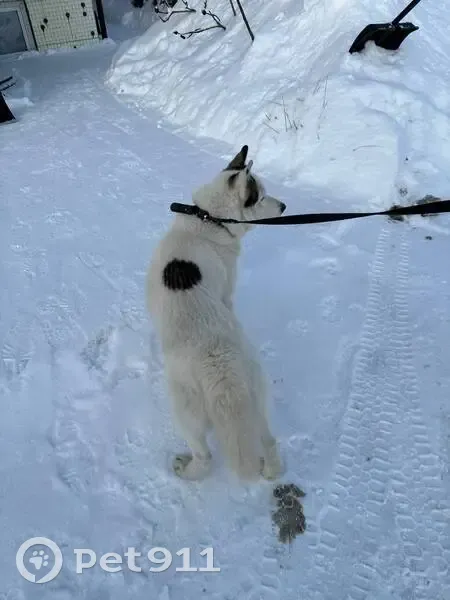 Найден собака, улица Льва Толстого, Тула - мальчик с голубыми глазами - photo