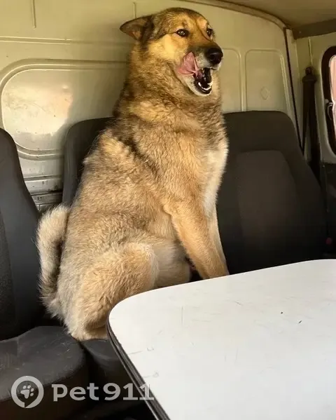 Пропал собака, мужской, 88Н-07029, Новый - photo