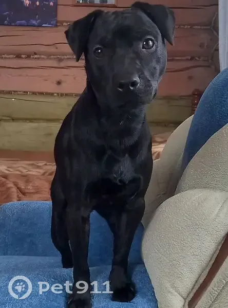 Пропала собака, 81, городской округ Ижевск, Ижевск - гладкошёрстный чёрный кобель - photo