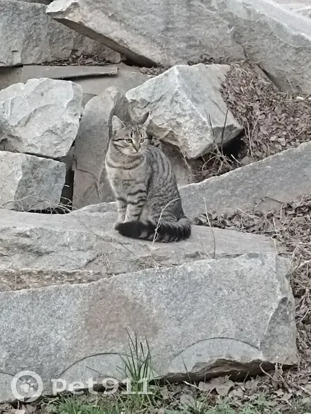 Пропал кот, Уральская улица, 7, Южный Урал - реагирует на кличку - photo