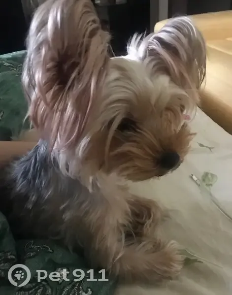 Пропала собака, улица Комиссара Габишева, 6, Казань - отзывается на Луи - photo