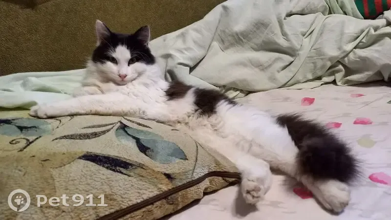 Найден кот, улица Благоева, 28, Краснодар - домашний, худой, но весёлый - photo