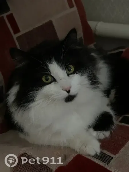 Пропал кот, Нижняя Краснослободская улица, Тула - черно-белый, крупный и пушистый - photo