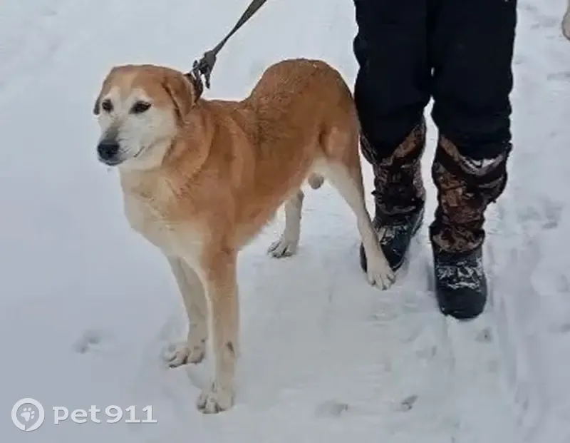 Пропала собака, Машиностроительная улица, Кохма - рыже-белая, умная - photo