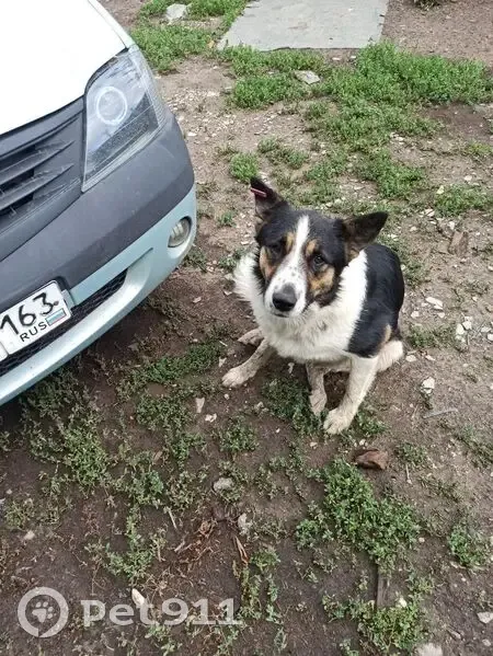 Пропал собака, мужской, улица Канализационная, Самара - черно-белый-коричневый - photo