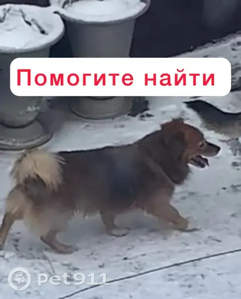 Пропал собака, улица Бурмистрова, 105, Ставрополь - рыжечёрнобурый окрас - photo