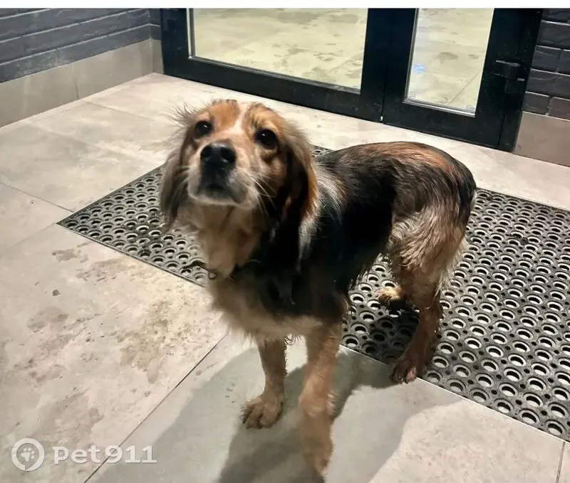 Пропала собака, Аральская улица, 26, Краснодар - трёхцветная с ошейником - photo