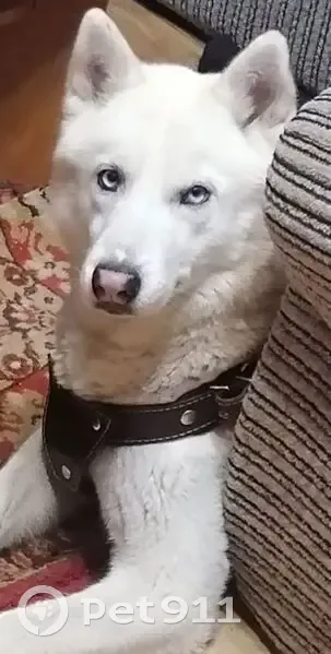 Пропал собака, Кирпичная улица, 19, Тавда - photo