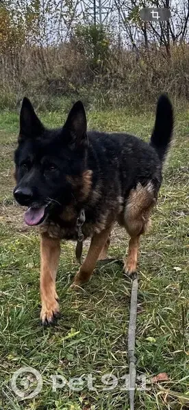 Пропал собака, улица Балашова, Иваново - особые приметы на языке и зрачке - photo