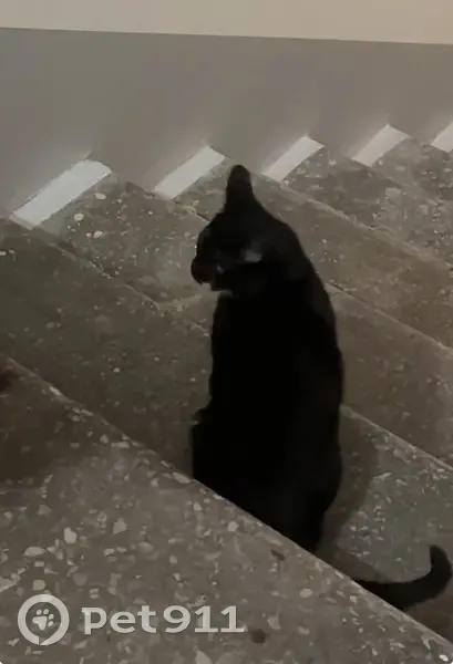 Пропал кот, Песочная набережная, 4, Санкт-Петербург - черный котенок 6 месяцев - photo