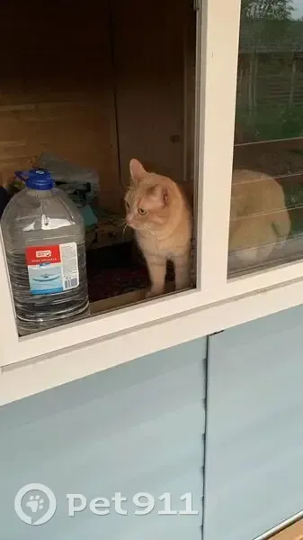 Пропал кот, 46Н-11679, Ступино - отзывается на кличку Симба - photo