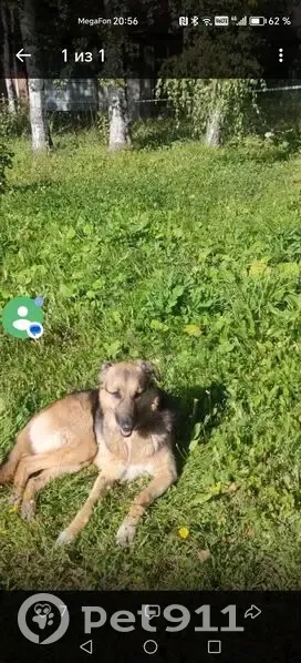 Пропала собака, женский пол, улица Гагарина, Первоуральск - окрас рыжеватый с потемнениями - photo