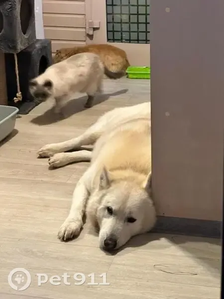 Пропала собака, мужской, сельское поселение Деревня Красный Городок, Калужская область - photo