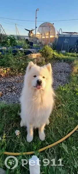 Пропал собака, Барбарисовая улица, Аннолово - самоед с розоватым носом - photo