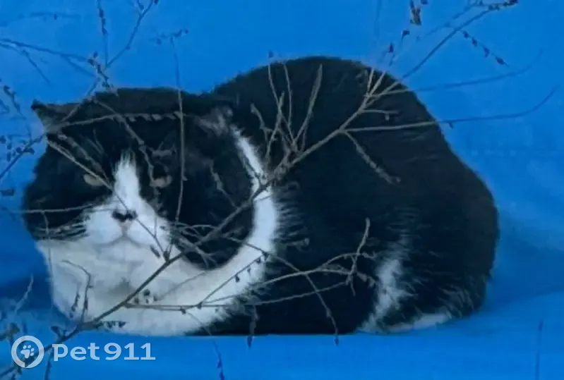 Пропал кот, Рабочий городок, Самара - с огромным рыжим ошейником - photo