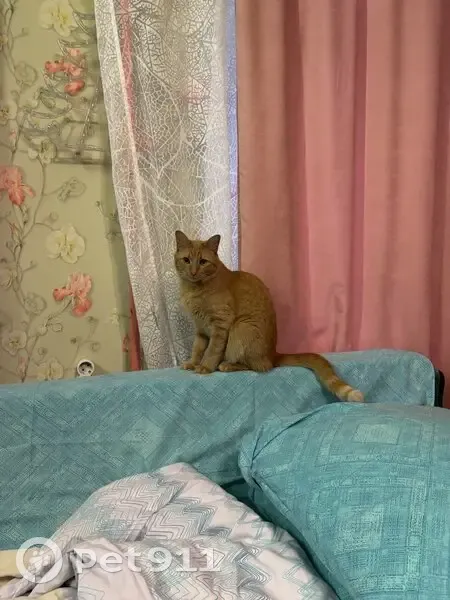 Пропал кот, Конторская улица, 12, Санкт-Петербург - рыжий, кастрирован, 3 года - photo