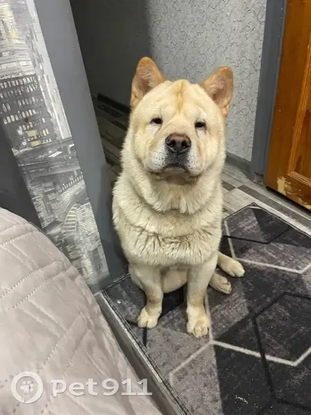 Пропал собака, Советская улица, 187, Покрово-Пригородное, Тамбов - кремовый чау чау - photo