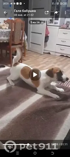 Пропала собака, улица Рыбников, 11, Нарьян-Мар - небольшая белая с коричневыми пятнами - photo