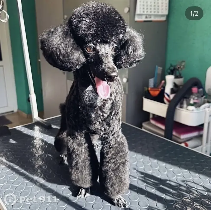 Пропала собака, Пушкинская улица, Всеволожск - той-пудель, чёрная с белым ошейником - photo